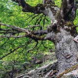 Le Valais des arbres